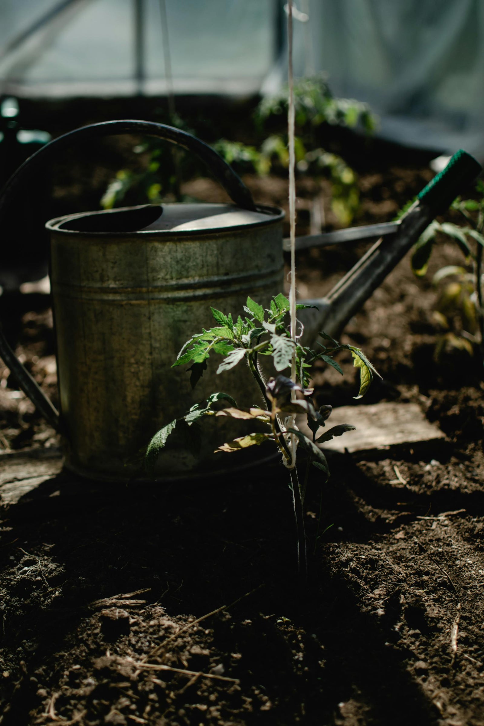 Thriving Tomatoes: Maximizing Growth with Consistent Irrigation and Soil Inoculant