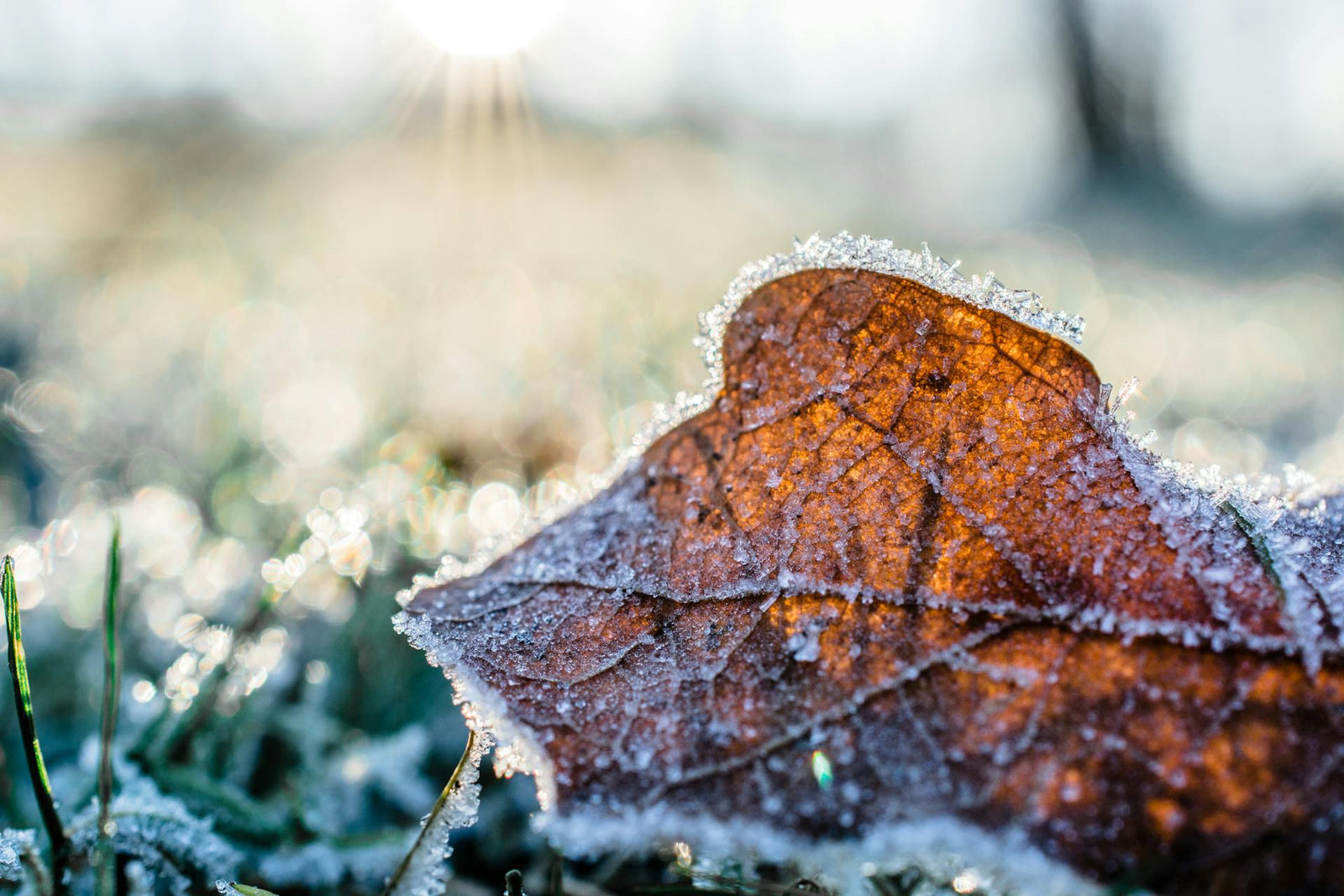 December Yard and Garden Checklist: Wrap Up the Year Right