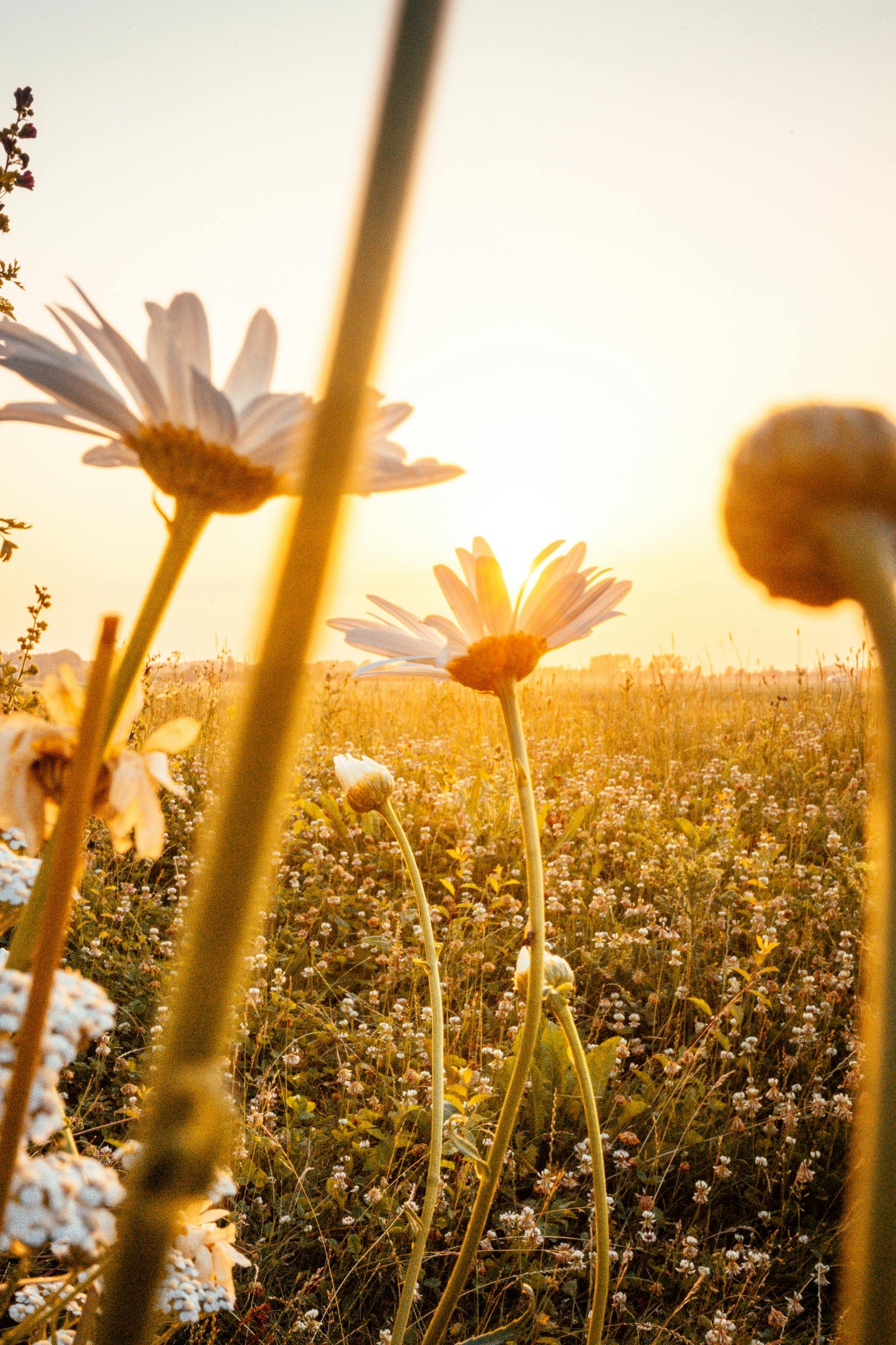 Spring Sprinkler Shuffle: Adapting Your Irrigation Schedule as Seasons Shift