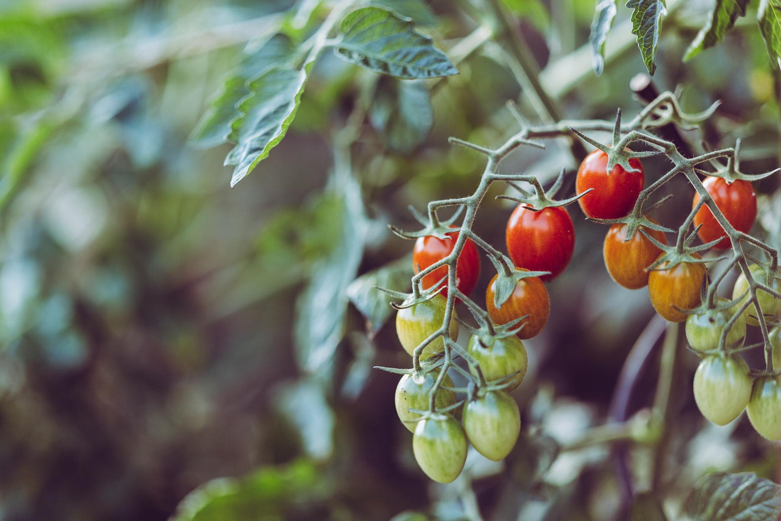 Building a Resilient Summer Garden: Essential Irrigation Tips and Techniques