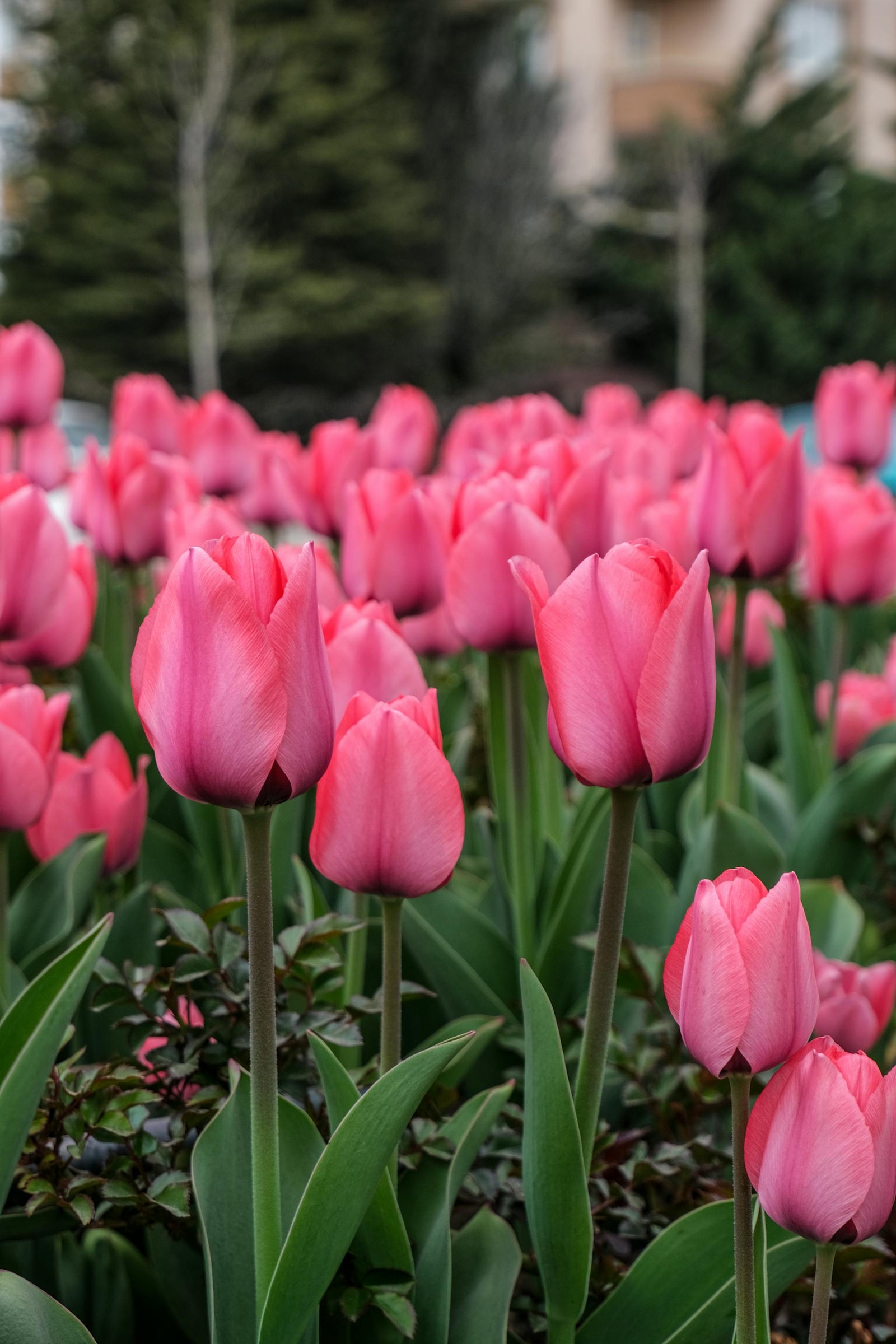 Planting Fall Bulbs for a Gorgeous Spring Bloom